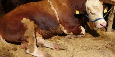 Sultanbeyli Kurban Pazarı’nda dev rekabet: ‘Şampiyon’ ve ‘İmparator’ karşı karşıya