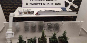 Dolaptan kenevir serası çıktı