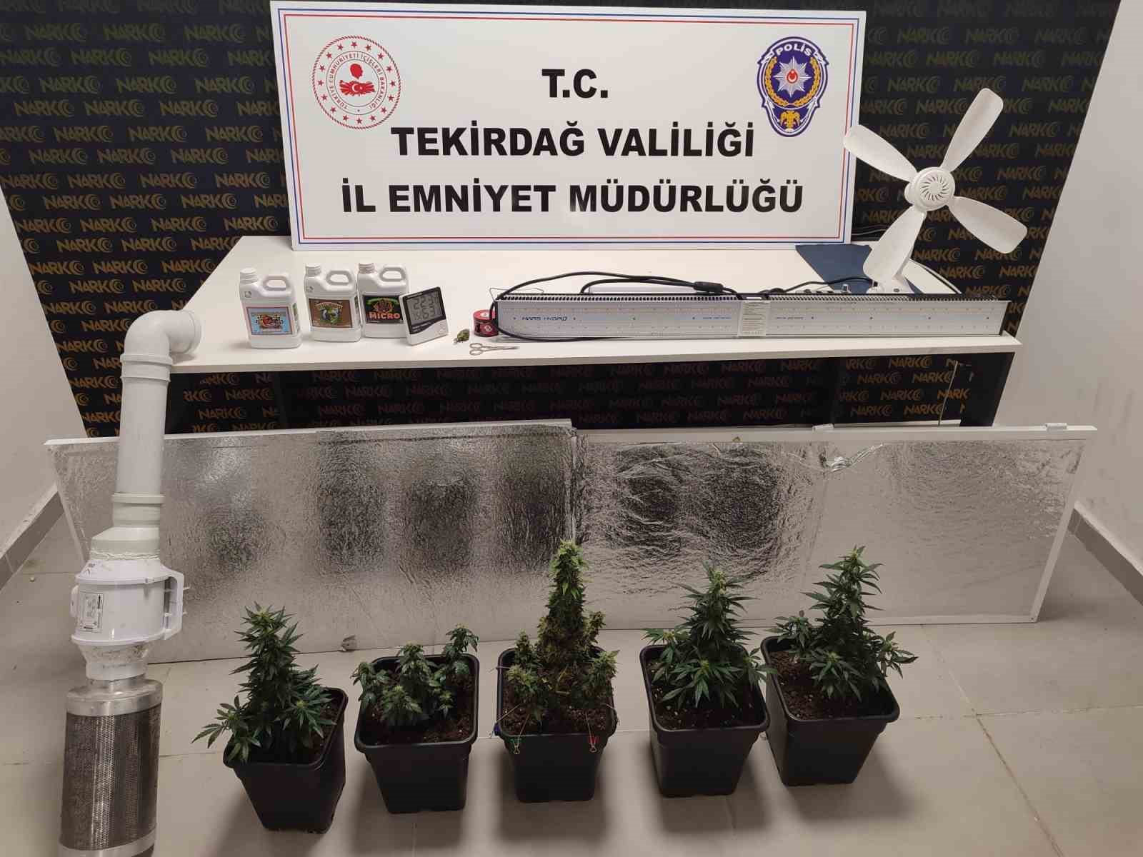Dolaptan kenevir serası çıktı