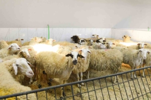 Şişli’de kurban satış ve kesim yerleri denetlendi