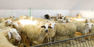 Şişli’de kurban satış ve kesim yerleri denetlendi