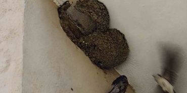 Ayağı takılarak askıda kalan kırlangıcın imdadına itfaiye yetişti