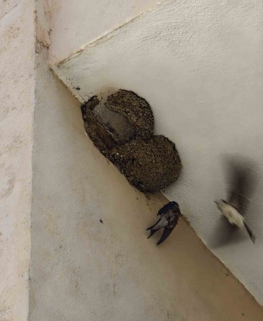 Ayağı takılarak askıda kalan kırlangıcın imdadına itfaiye yetişti