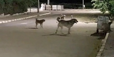 Malkara OSB’de gece saatlerinde toplanan köpekler tedirginliğe neden oluyor