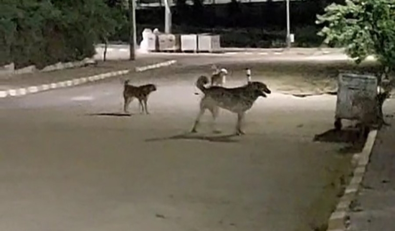 Malkara OSB’de gece saatlerinde toplanan köpekler tedirginliğe neden oluyor