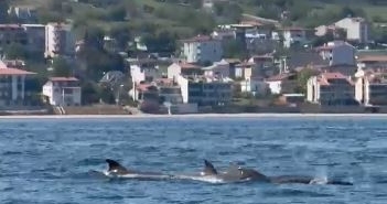 Tekirdağ açıklarında yunus sürüsü görüntülendi