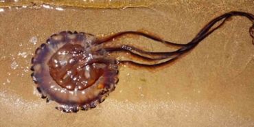 Pusula denizanası Erdek’te karaya vurdu