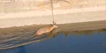 Sulama kanalına düşen karaca vatandaşlar tarafından kurtarıldı