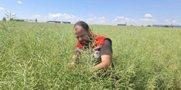 Muratlı’da kanola tarlalarında güve tehlikesi