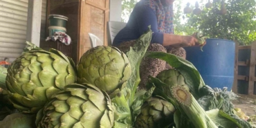 Enginar bıçakçılarında hasat yoğunluğu
