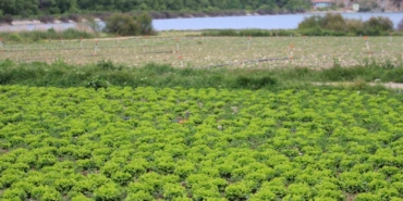 Bursa’da göl havzasındaki "yasa dışı" tarıma ilişkin DSİ’den açıklama