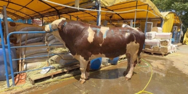 Kurban pazarının şampiyonu oldu: 1 ton 200 kiloluk dana 420 bin TL’ye alıcı buldu