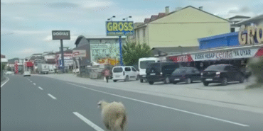 Yalova’da kaçak kurbanlık koyun trafiği birbirine kattı