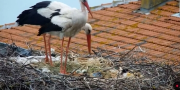 En baba leylek Yaren