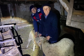 Kayıp hayvanları jandarma buldu