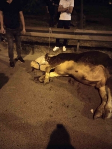 Ümraniye’de kamyonetten yola atlayan kurbanlık dananın ayağı kırıldı