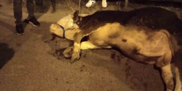 Ümraniye’de kamyonetten yola atlayan kurbanlık dananın ayağı kırıldı