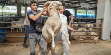 Kurban pazarının gözdesi...4 boynuzlu koçu görenler şaşırıyor