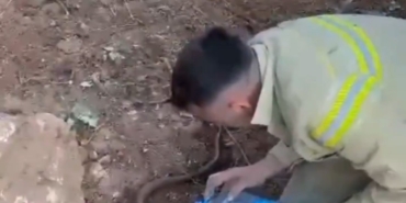 Yangından etkilenen oluklu kertenkelenin yardımına orman işçileri yetişti