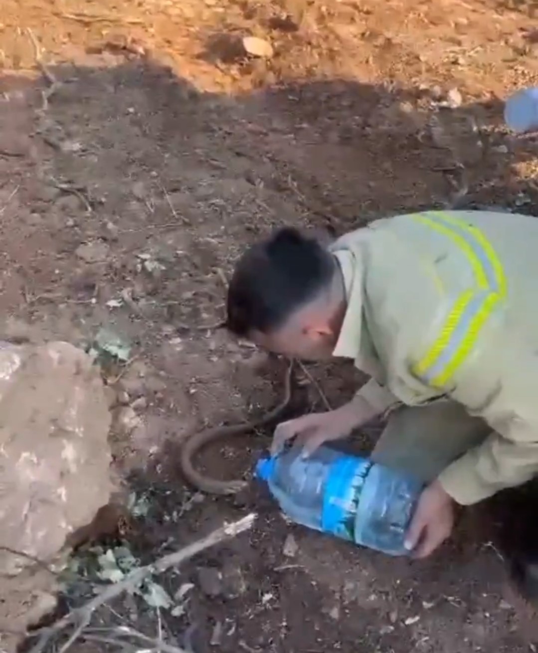 Yangından etkilenen oluklu kertenkelenin yardımına orman işçileri yetişti