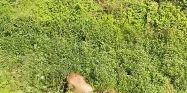 Kurbanlıklar kaçtı, vatandaşlar yakalamaya çalıştı