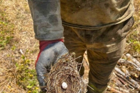 Ormanın sessiz sakinlerine de kalkan oldular: Yangının ortasından kuş yuvası kurtarıldı