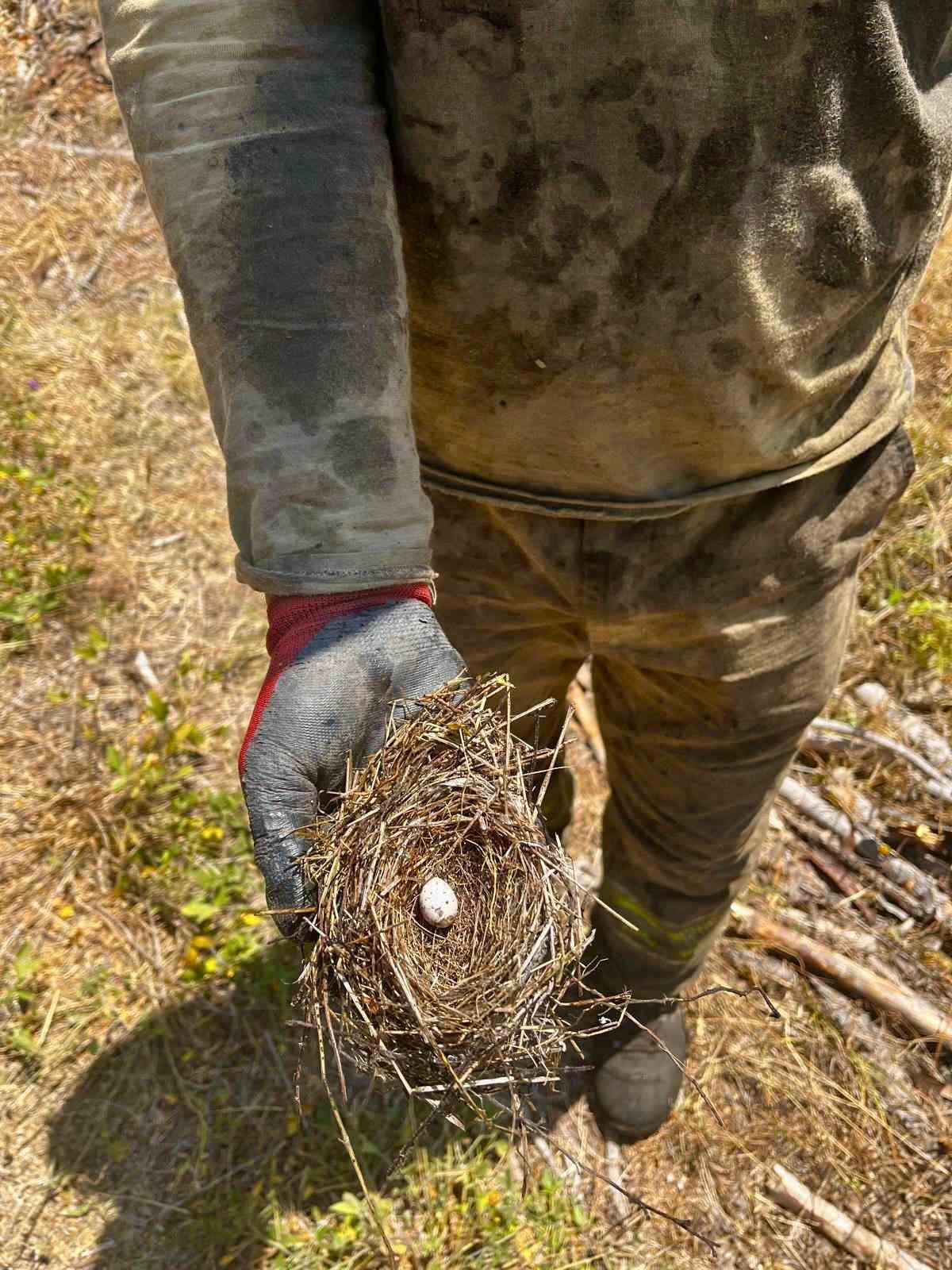 Ormanın sessiz sakinlerine de kalkan oldular: Yangının ortasından kuş yuvası kurtarıldı