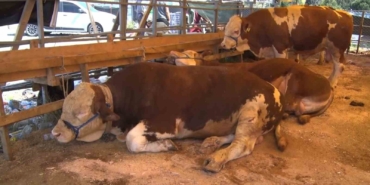 Esenyurt’ta bayramın 2’nci gününde kurbanlıklar büyük oranda satıldı