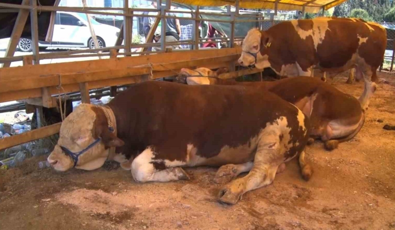 Esenyurt’ta bayramın 2’nci gününde kurbanlıklar büyük oranda satıldı