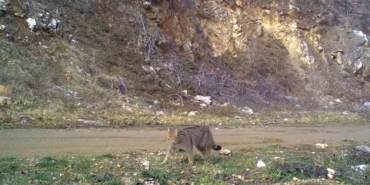 Uludağ’da yaban kedisi fotokapana takıldı