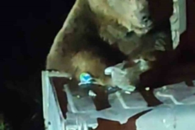 Uludağ’da boz ayı paniği...Yavrularıyla çöp karıştırırken saldırdı