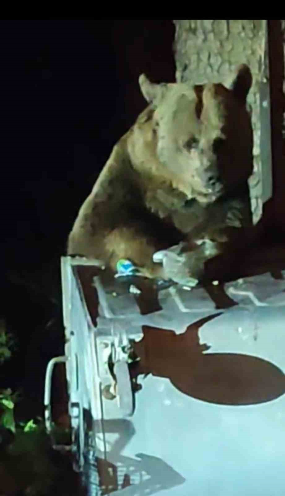 Uludağ’da boz ayı paniği...Yavrularıyla çöp karıştırırken saldırdı