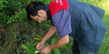 Kırklareli’nde kahverengi kokarcaya karşı 2 bin samuray arıcığı doğaya salındı