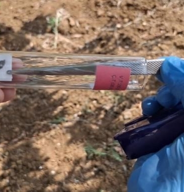 Bilecik’te görülen kahverengi kokarcaya samuray arısıyla çözüm