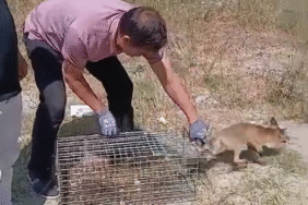 Yalova’da şehre inen tilki yakalanarak doğaya bırakıldı