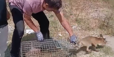Yalova’da şehre inen tilki yakalanarak doğaya bırakıldı