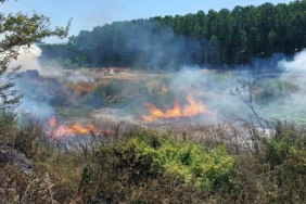 Sakarya’da ormanlık alanda yangın: Ekipler seferber oldu