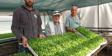 Balıkesir’de Stevia fidesi sevkiyatına başlandı