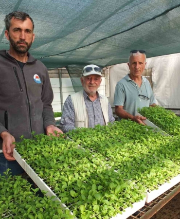 Balıkesir’de Stevia fidesi sevkiyatına başlandı