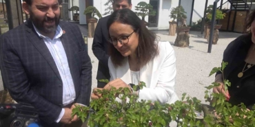 Yalova Bonsai Müzesi’nde dut hasadı