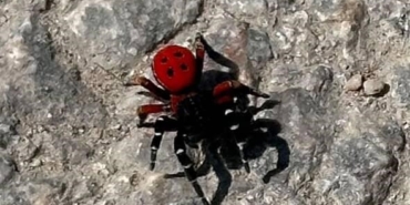 Uğur böceği görünümlü böcek, sandığınız kadar masum değil