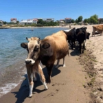 Kocaeli sahillerinde ineklerin deniz keyfi