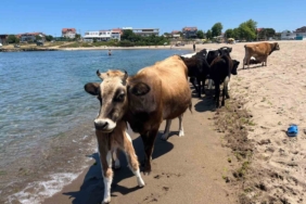 Kocaeli sahillerinde ineklerin deniz keyfi