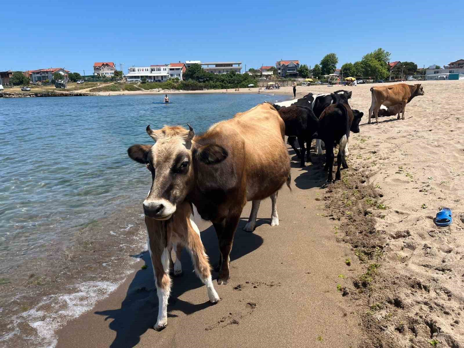 Kocaeli sahillerinde ineklerin deniz keyfi