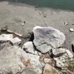 Bakırköy Botanik Parkı 14 aydır kapalı: "Bir çevre katliamıyla karşı karşıyayız"