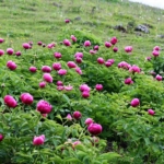 Yılda 10 gün açıyor: Bu çiçeği koparmanın cezası yarım milyon