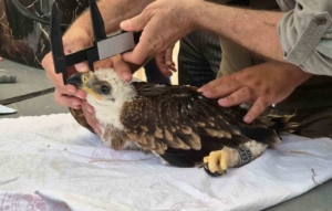 Şah kartalları ve leylekler halkalanıyor