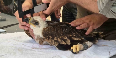 Şah kartalları ve leylekler halkalanıyor