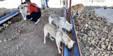 Çanakkale’de sahipsiz hayvanlar için bakımevi ve doğal yaşam alanı açıldı