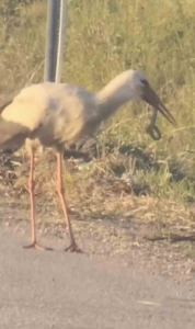 Leylek ve kartalın yılan avı kamerada